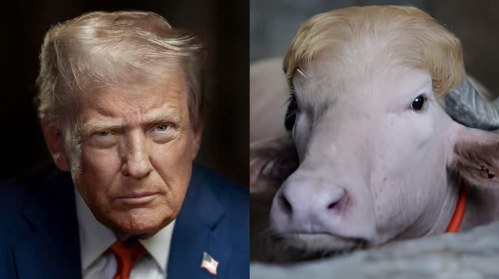 Rare albino buffalo nicknamed Donald Trump in Bangladesh