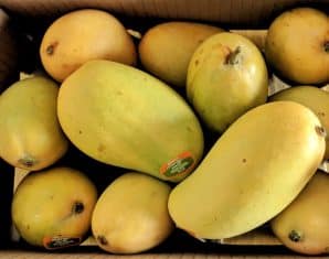 Mangoes Banned from Sindh Secretariat Over Security Concerns