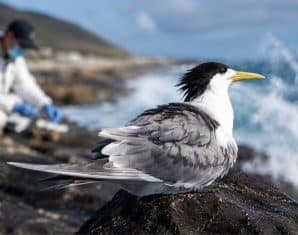 Australia Confirms H5N1 Bird Flu Case