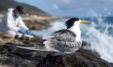 H5N1 Bird Flu