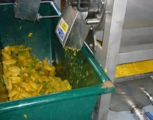 PFA Destroys 16,700 KGs of Rotten Mangoes at Juice Processing Plant