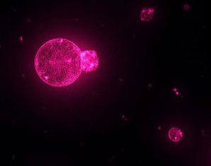 World's First Cell Made From Scratch Can Feed and Grow