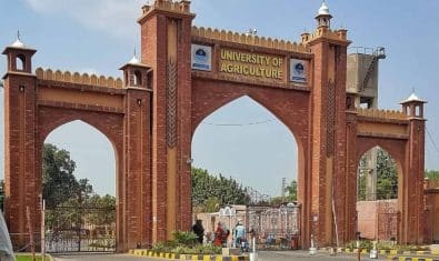 University of Agriculture Faisalabad Jobs