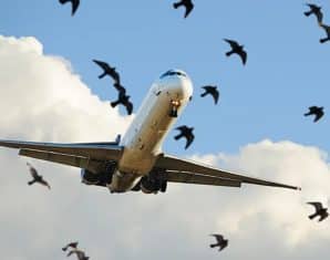 Skardu-Bound Flight Carrying 170 Passengers Suffers Bird Strike During Takeoff