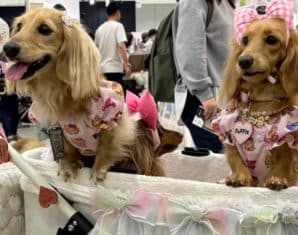 Japan's Pet Population is Now More Than Humans as Birthrate Crisis Deepens