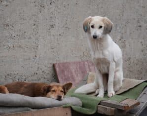 Lahore High Court Pushes Humane Dog Population Control Instead of Culling